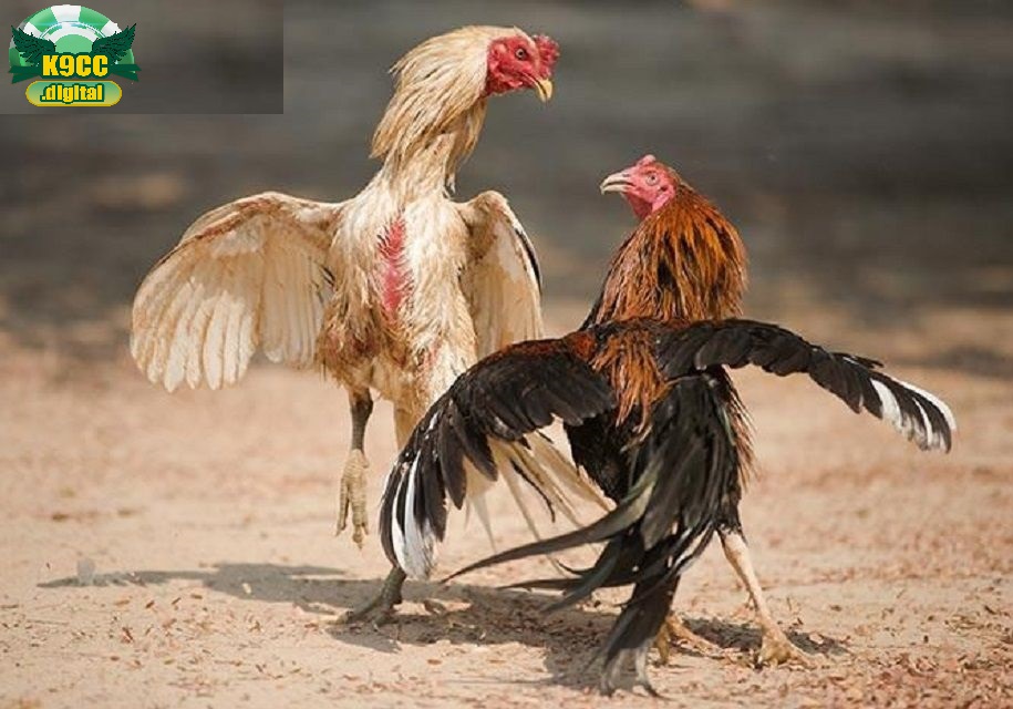 Cựa được sử dụng trong đá gà cựa dao