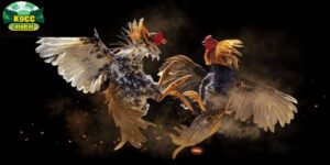 Đá gà cựa dao Mỹ Philippines