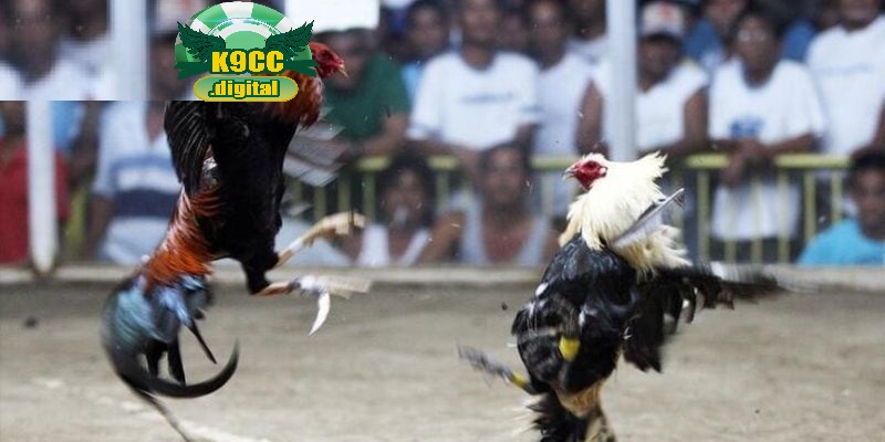 Đá gà trực tiếp hôm nay