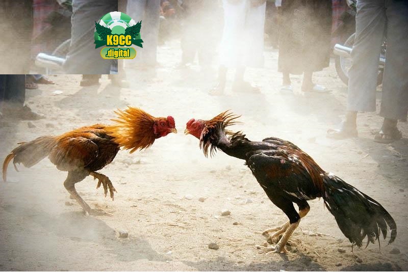 Đá Gà Cựa Sắt K9cc