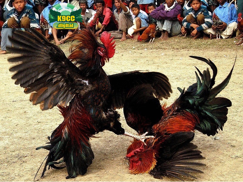 Cược Đá Gà Cựa Sắt K9cc với 3 lựa chọn