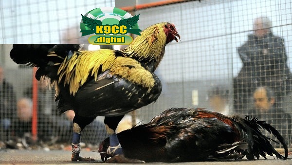 Thành công của kênh đá gà cực sắt K9cc