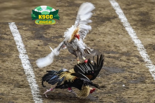 Giống gà chiến để đá gà philippines phổ biến