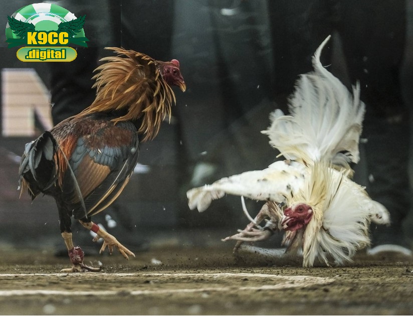 Kinh nghiệm thắng lớn khi cược đá gà Philippines