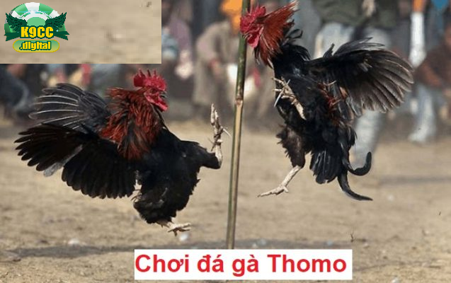 Đá Gà Thomo K9cc