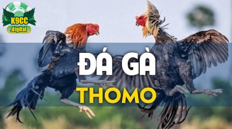 Đa dạng trận đá kê Thomo
