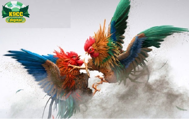 Cách phân định thắng thua Đá Gà Thomo K9cc